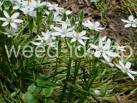 star-of-Bethlehem